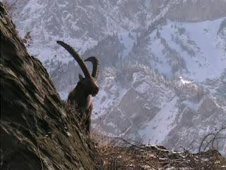 Bouquetin sur fond de Croix des têtes