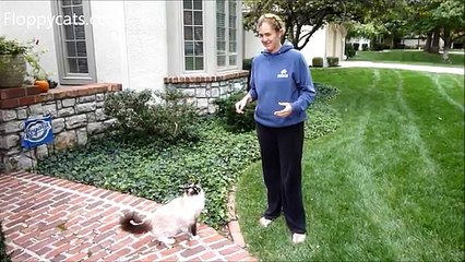 How to Hold a Ragdoll Cat - How to Pick Up a Ragdoll Cat - ねこ - ラグドール - Floppycats