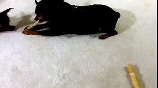 Chihuahua vs. Miniature Pinscher