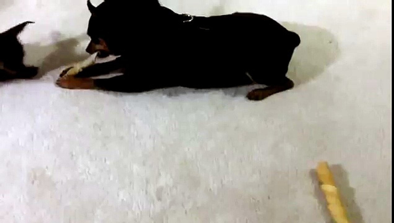 Chihuahua vs. Miniature Pinscher