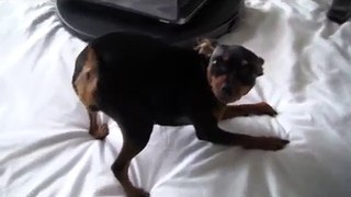 Funny Dancing & Singing Miniature Pinscher Dog (Watch 'till the end!)