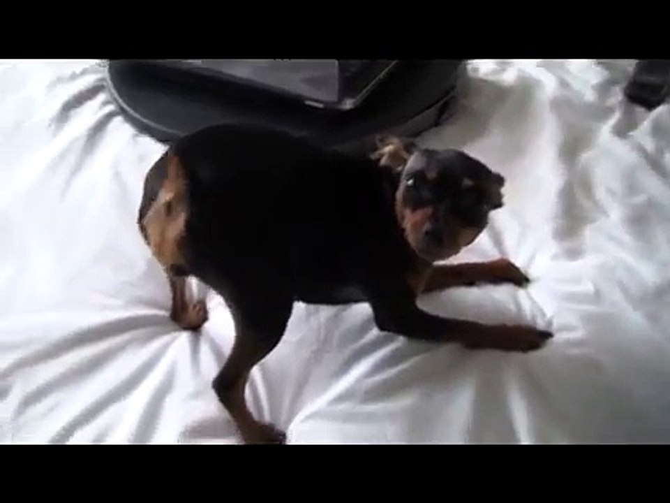 Funny Dancing & Singing Miniature Pinscher Dog (Watch 'till the end!)