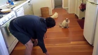 Richard the Ragdoll cat loves sliding on the floor