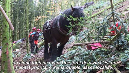 Dans le Morvan, le cheval à la rescousse d'une forêt protégée