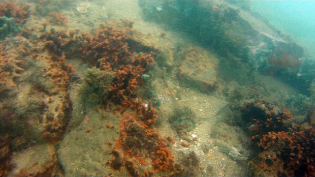 GoPro, Full HD, pesquisa marinha, Ubatuba, SP, Brasil, maravilhas da natureza submarina, Hippocampus é um gênero de peixes ósseos, carangueijo aranha, estrela do mar, grandes descobertas, 2 (2)