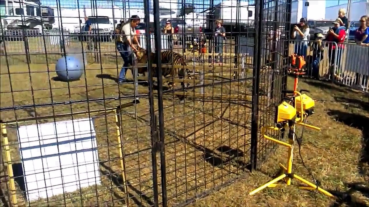 Une dresseuse est attaquée par un tigre du Bengal dans sa cage !