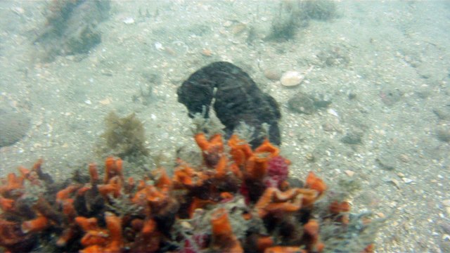 GoPro, Full HD, pesquisa marinha, Ubatuba, SP, Brasil, maravilhas da natureza submarina, Hippocampus é um gênero de peixes ósseos, carangueijo aranha, estrela do mar, grandes descobertas, 2 (3)