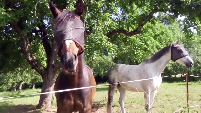 Horses Eating Gras in the Sun