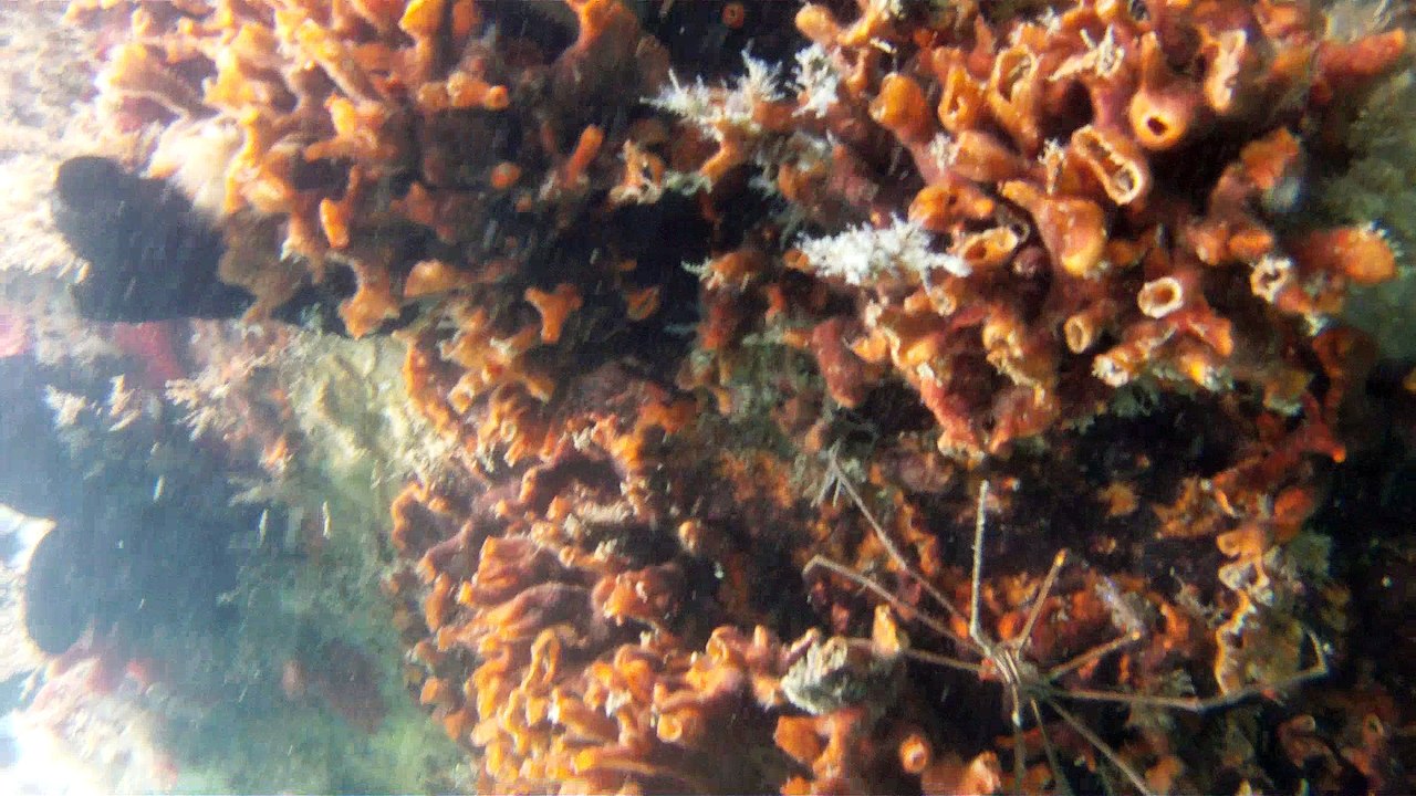 GoPro, Full HD, pesquisa marinha, Ubatuba, SP, Brasil, maravilhas da natureza submarina, Hippocampus é um gênero de peixes ósseos, carangueijo aranha, estrela do mar, grandes descobertas,  2 (6)