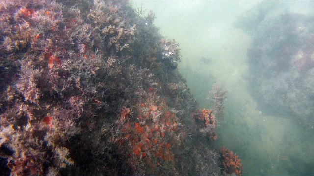 GoPro, Full HD, pesquisa marinha, Ubatuba, SP, Brasil, maravilhas da natureza submarina, Hippocampus é um gênero de peixes ósseos, carangueijo aranha, estrela do mar, grandes descobertas, 2 (8)