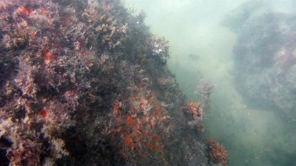 GoPro, Full HD, pesquisa marinha, Ubatuba, SP, Brasil, maravilhas da natureza submarina, Hippocampus é um gênero de peixes ósseos, carangueijo aranha, estrela do mar, grandes descobertas,  2 (8)