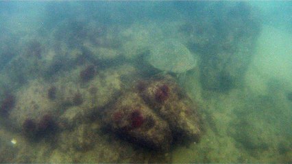 GoPro, Full HD, pesquisa marinha, Ubatuba, SP, Brasil, maravilhas da natureza submarina, Hippocampus é um gênero de peixes ósseos, carangueijo aranha, estrela do mar, grandes descobertas,  2 (9)