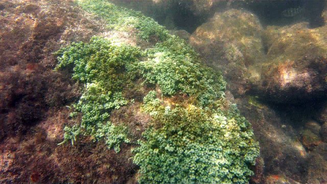 GoPro, Full HD, pesquisa marinha, Ubatuba, SP, Brasil, maravilhas da natureza submarina, Hippocampus é um gênero de peixes ósseos, carangueijo aranha, estrela do mar, grandes descobertas, 2 (11)