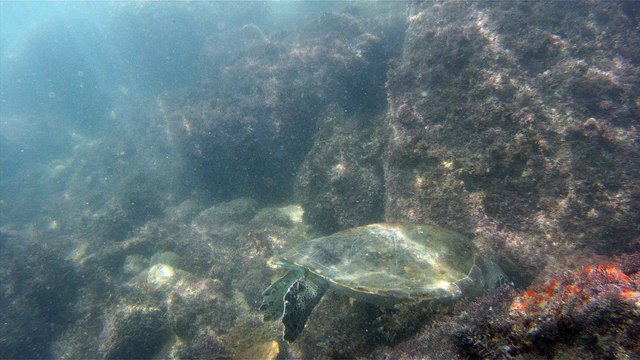 GoPro, Full HD, pesquisa marinha, Ubatuba, SP, Brasil, maravilhas da natureza submarina, Hippocampus é um gênero de peixes ósseos, carangueijo aranha, estrela do mar, grandes descobertas, 2 (12)