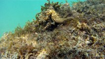 GoPro, Full HD, pesquisa marinha, Ubatuba, SP, Brasil, maravilhas da natureza submarina, Hippocampus é um gênero de peixes ósseos, carangueijo aranha, estrela do mar, grandes descobertas,  2 (22)
