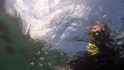 GoPro, Full HD, pesquisa marinha, Ubatuba, SP, Brasil, maravilhas da natureza submarina, Hippocampus é um gênero de peixes ósseos, carangueijo aranha, estrela do mar, grandes descobertas,  2 (26)