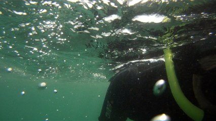 GoPro, Full HD, pesquisa marinha, Ubatuba, SP, Brasil, maravilhas da natureza submarina, Hippocampus é um gênero de peixes ósseos, carangueijo aranha, estrela do mar, grandes descobertas,  2 (27)