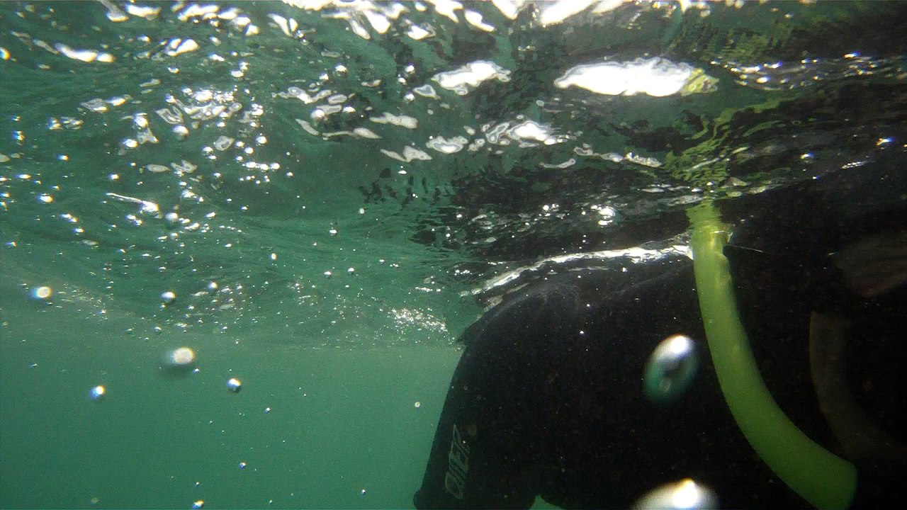 GoPro, Full HD, pesquisa marinha, Ubatuba, SP, Brasil, maravilhas da natureza submarina, Hippocampus é um gênero de peixes ósseos, carangueijo aranha, estrela do mar, grandes descobertas,  2 (27)