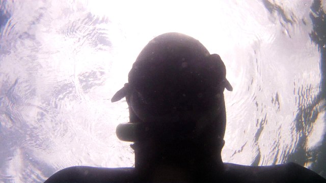 GoPro, Full HD, pesquisa marinha, Ubatuba, SP, Brasil, maravilhas da natureza submarina, Hippocampus é um gênero de peixes ósseos, carangueijo aranha, estrela do mar, grandes descobertas, 2 (34)