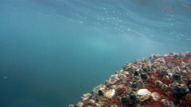 GoPro, Full HD, pesquisa marinha, Ubatuba, SP, Brasil, maravilhas da natureza submarina, Hippocampus é um gênero de peixes ósseos, carangueijo aranha, estrela do mar, grandes descobertas, 2 (36)