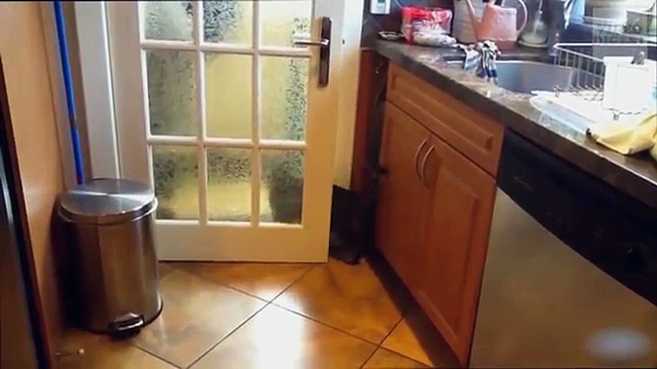 VD Cats Acting Like Humans! Funny Cat Compilation