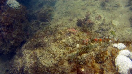 GoPro, Full HD, pesquisa marinha, Ubatuba, SP, Brasil, maravilhas da natureza submarina, Hippocampus é um gênero de peixes ósseos, carangueijo aranha, estrela do mar, grandes descobertas,  2 (38)