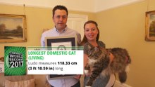 Découvrez le plus long chat du monde !