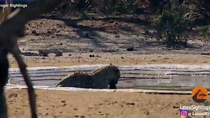 Cats not fair! Lionesses give leopard the fright of his life