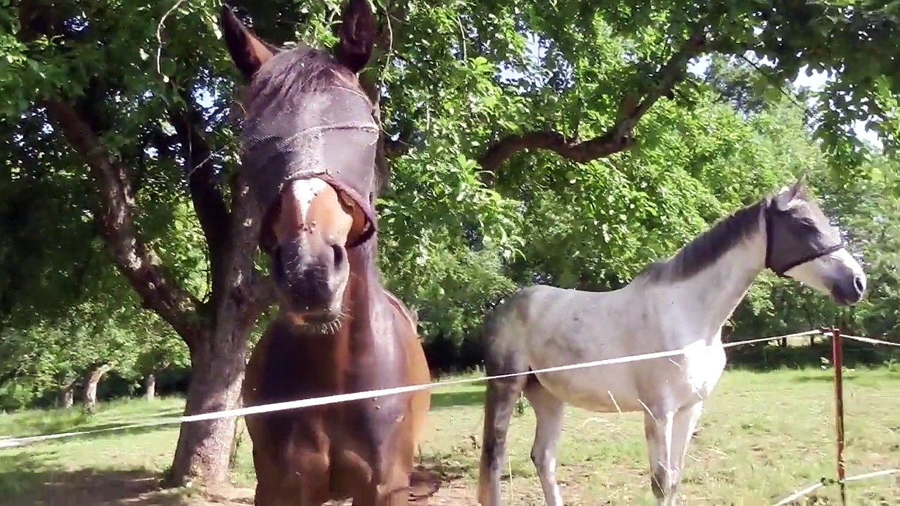 Horses Eating Gras in the Sun