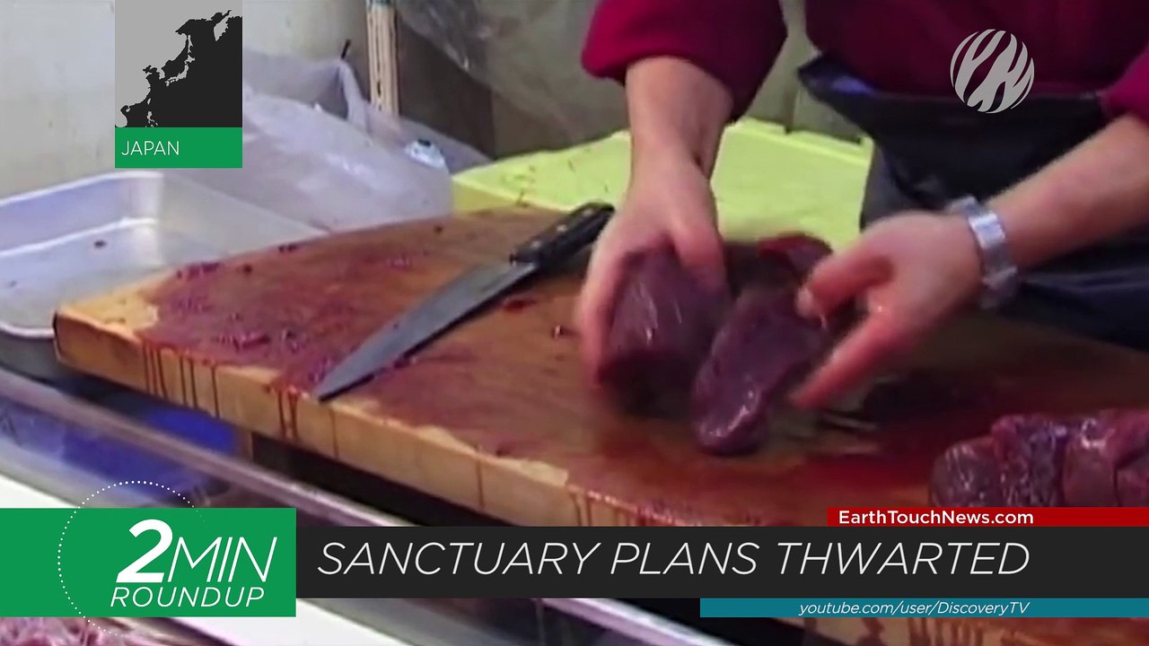 World’s largest marine reserve, pangolin-detecting rats & the assassin bugs sneak tactics