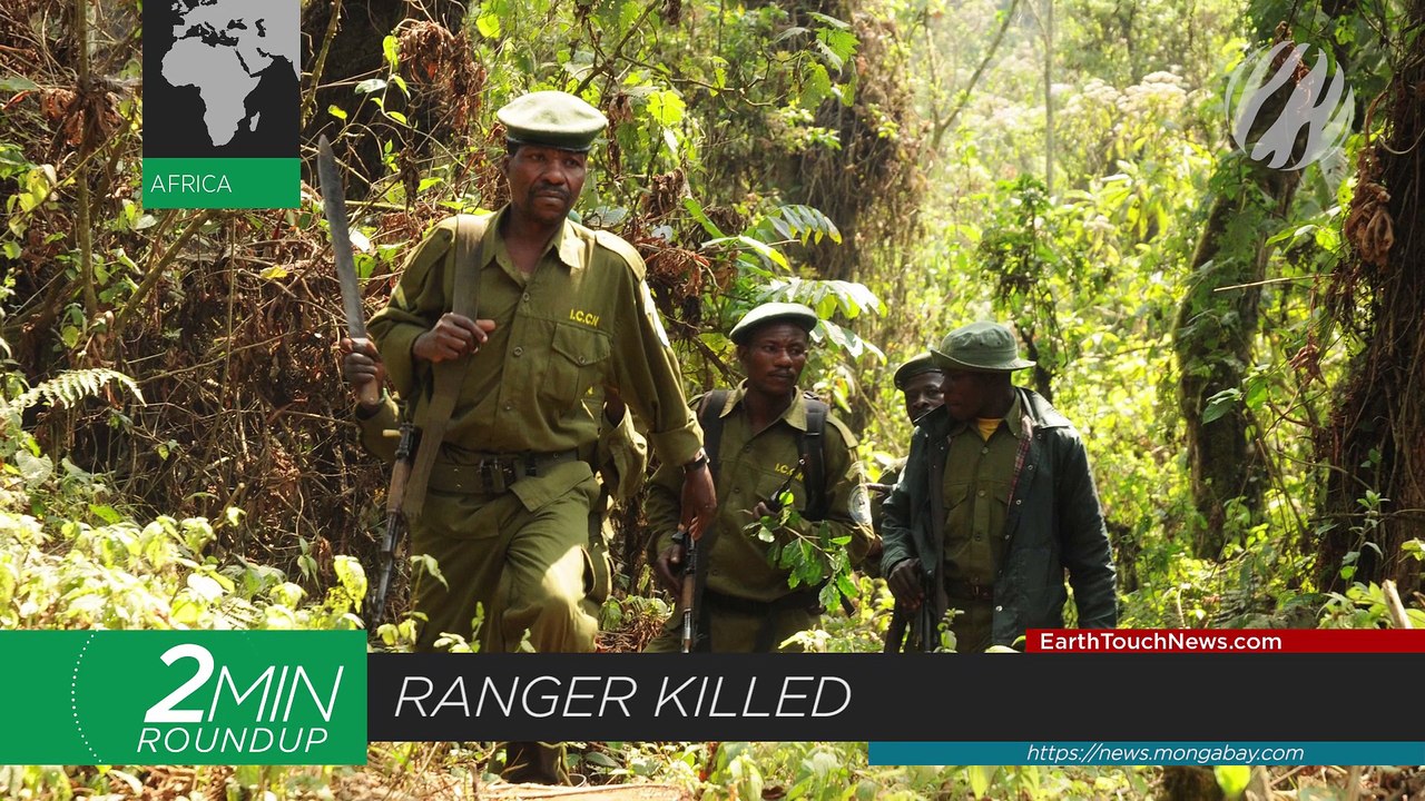 A win for lions, Brazil’s first elephant sanctuary & a leopard’s rude awakening