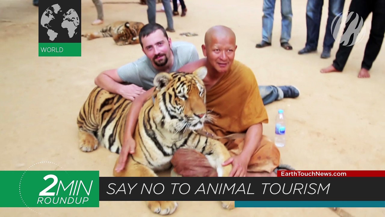 When shark dives go wrong, mole rat superpowers & TripAdvisor says no to animal tourism