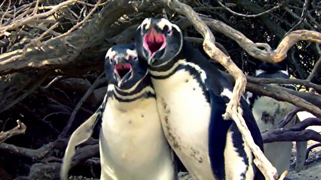 Vous pensiez que les manchots étaient des gentilles petites bête... Tu parles!!!!