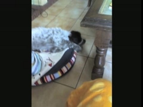 Cleo moi mais pot et des griffon_0001