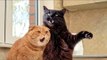 Cats, funniest creatures in animal kingdom - Funny cat compilation