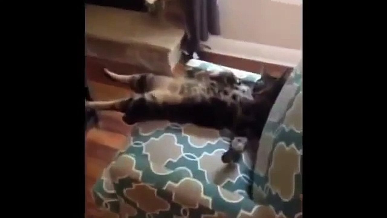 Funny cute Kittens Funny Animal Cute Kitten Compilation Funny Cat Animal Videos