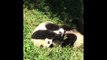 Best 15 Cute Panda Videos Doing Funny Things Compilation -