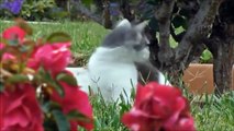 Funny Cats Compilation [Most See] Funny Cat Videos Ever Part 1