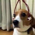 Dog having Head Massage