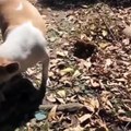 Mother dog buried her dead pup