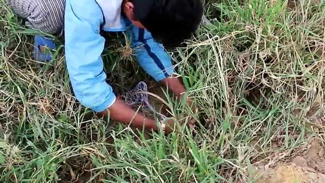 How to Find quail - Cambodian - khmer Catching Birds - Find quails in Pailin Province