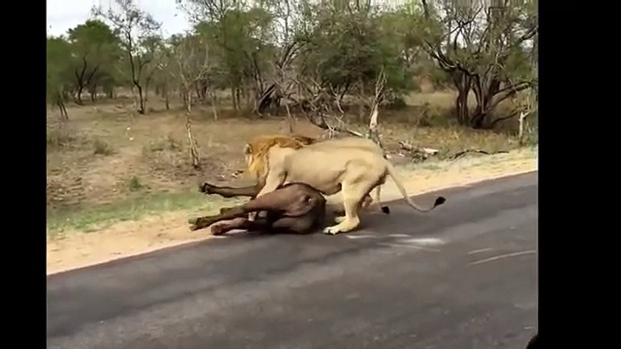 15 CRAZIEST Animal attacks Caught On Camera #2 Most Amazing Wild Animal Attacks