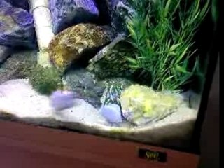 cichlidé VS cichlidé