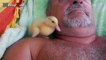 Cute Duckling - A Funny Duck Videos Compilation -- NEW HD - YouTube
