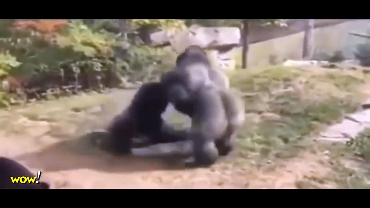 Gorilla vs Bear, Lion, Buffalo, Big Baboon, Hyena