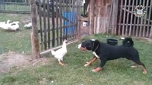 Cão tenta mostrar a uma galinha que quem manda é ele mas... foi surpreendido!