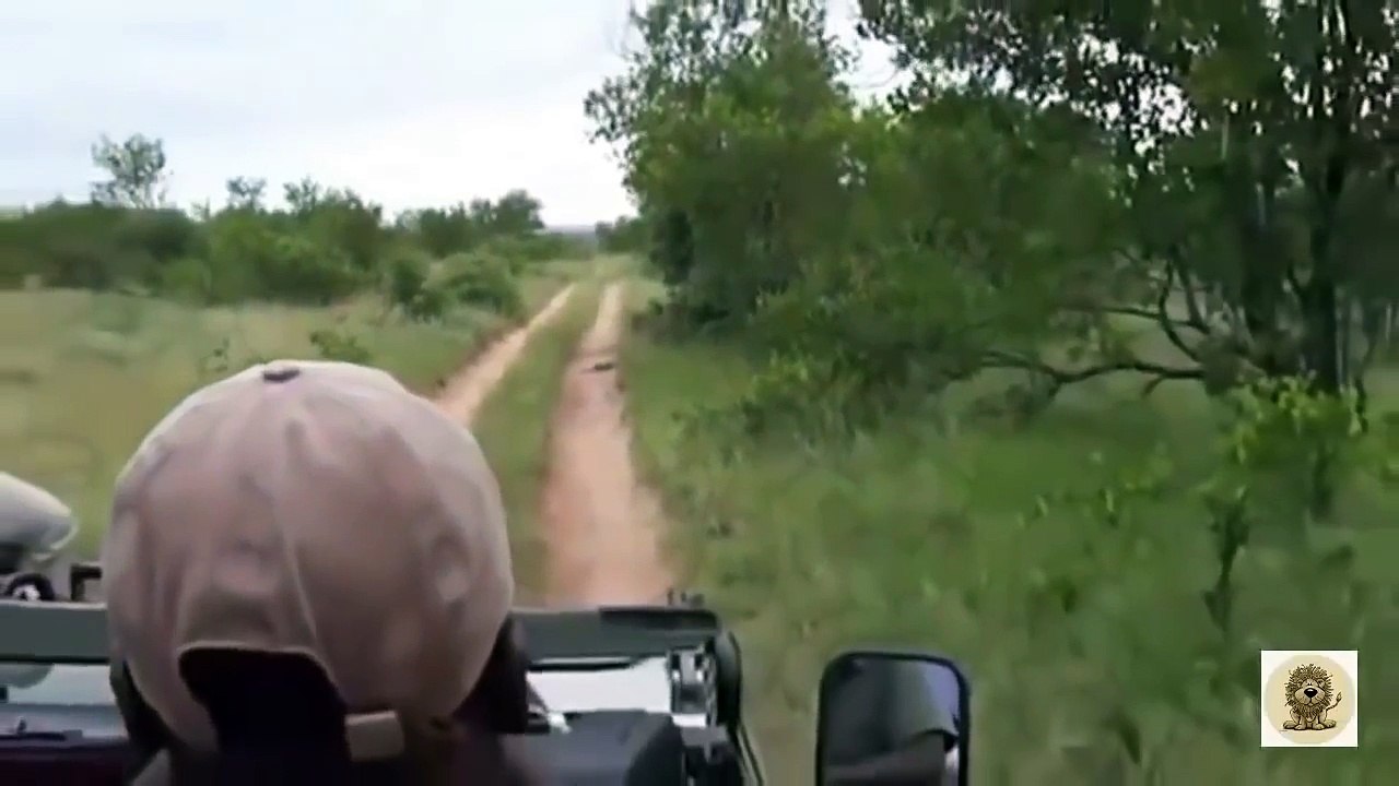 Most Amazing Wild Animal Attacks Big Battle Animals Real Fight part 2, Lion, Buffalo