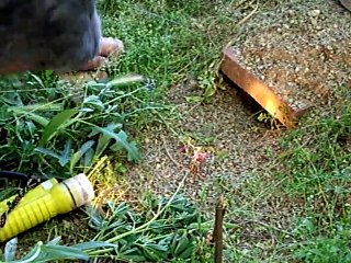 Un homme place une lampe devant un trou. Maintenant, regardez bien ce qui va surgir du sol...