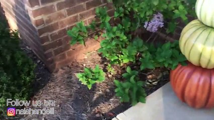 Bad Baby Halloween Prank Gone Wrong _ Stolen Baby Toy Freaks Family Out part2