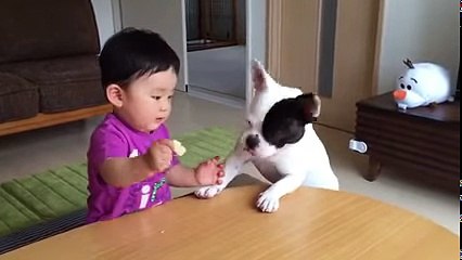 Cute dog robs baby food